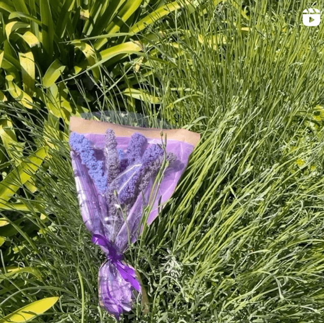 Lavender